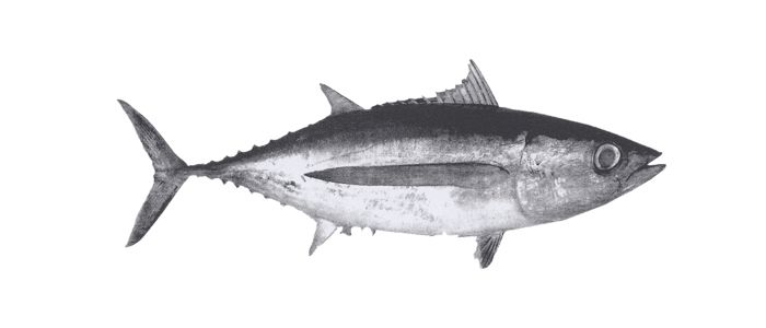 Bonito