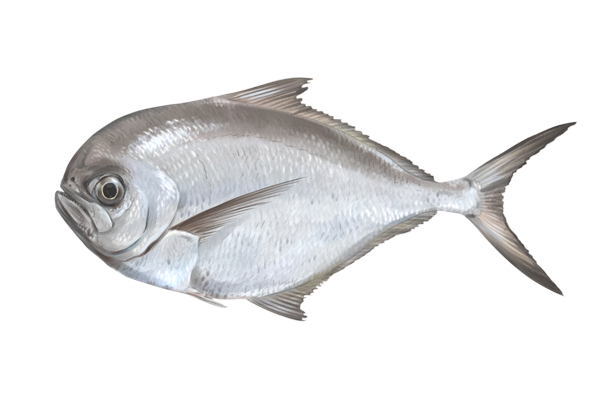Palometa o japuta