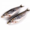 Sardina