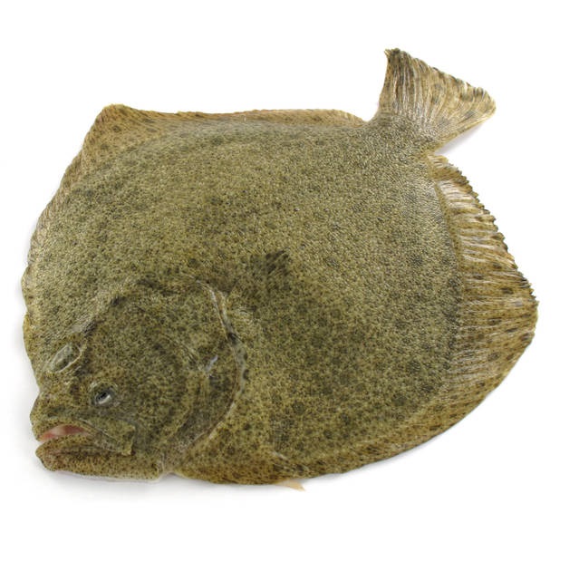 Rodaballo