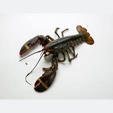 Bogavante