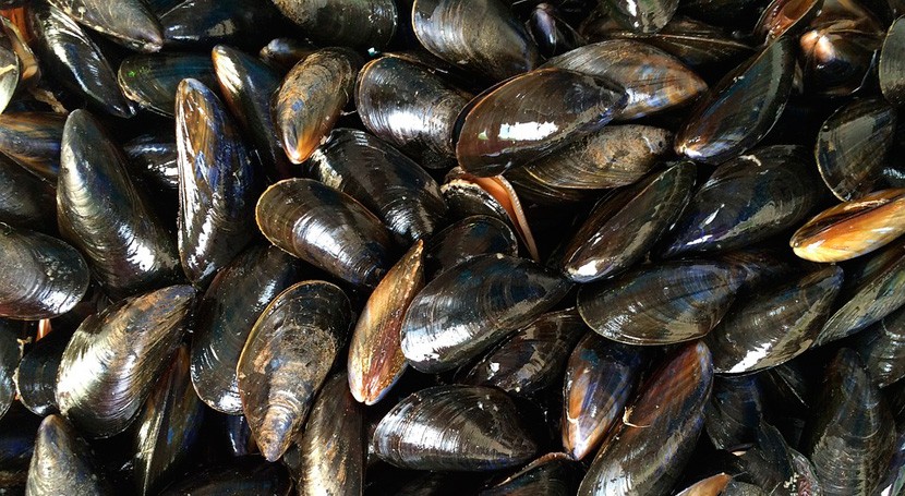 Mejillones