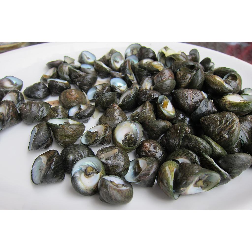 Caramujos