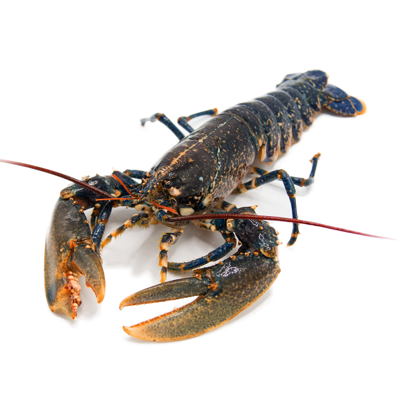  Bogavante