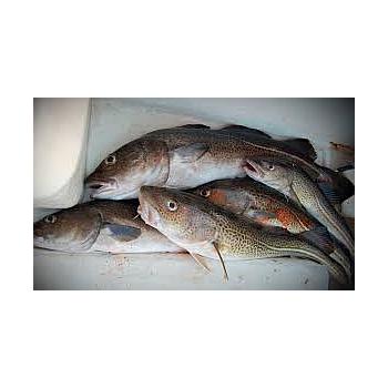 Bacalao