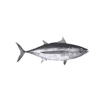 Bonito