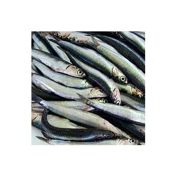 Boquerón o anchoa
