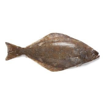 Fletán o halibut