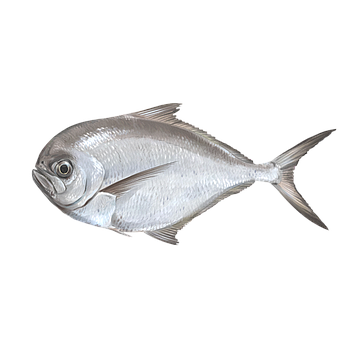 Palometa o japuta