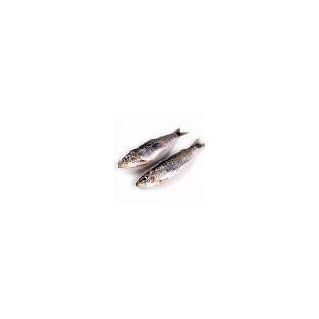 Sardina