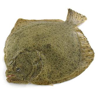 Rodaballo