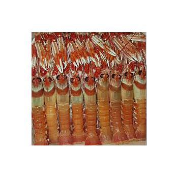 Cigalas