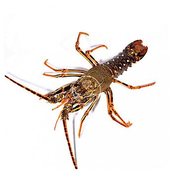 Langosta