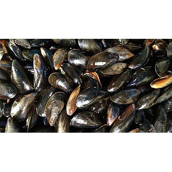 Mejillones