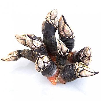 Percebes 